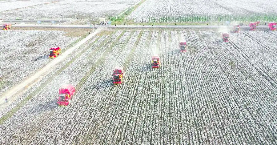 Xinjiang Cotton harvest by machine